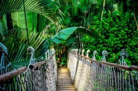 most w dżunglii